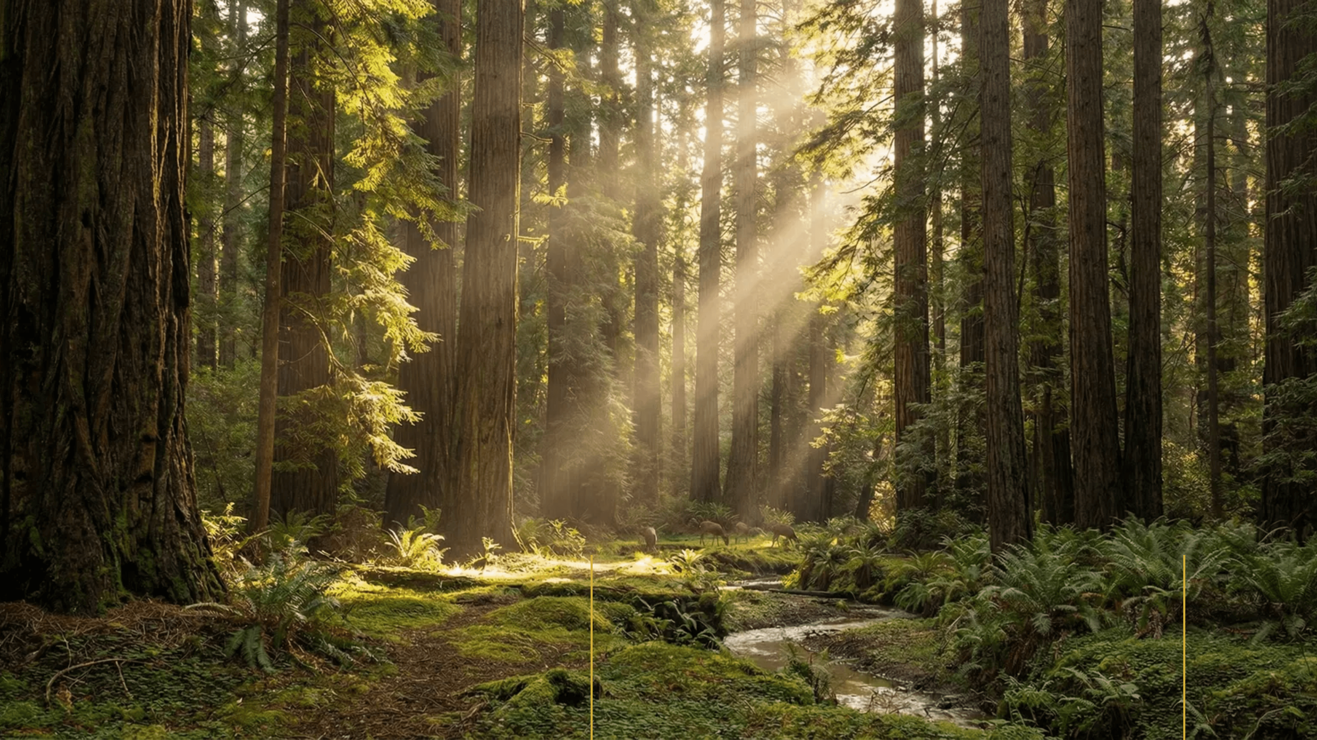 Sunlight through forest trees